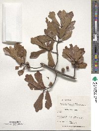 Quercus nigra image