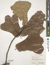 Quercus marilandica image