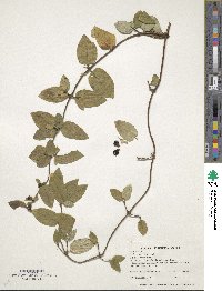 Lonicera japonica image