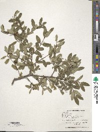 Lonicera morrowii image