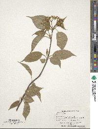 Viburnum lentago image