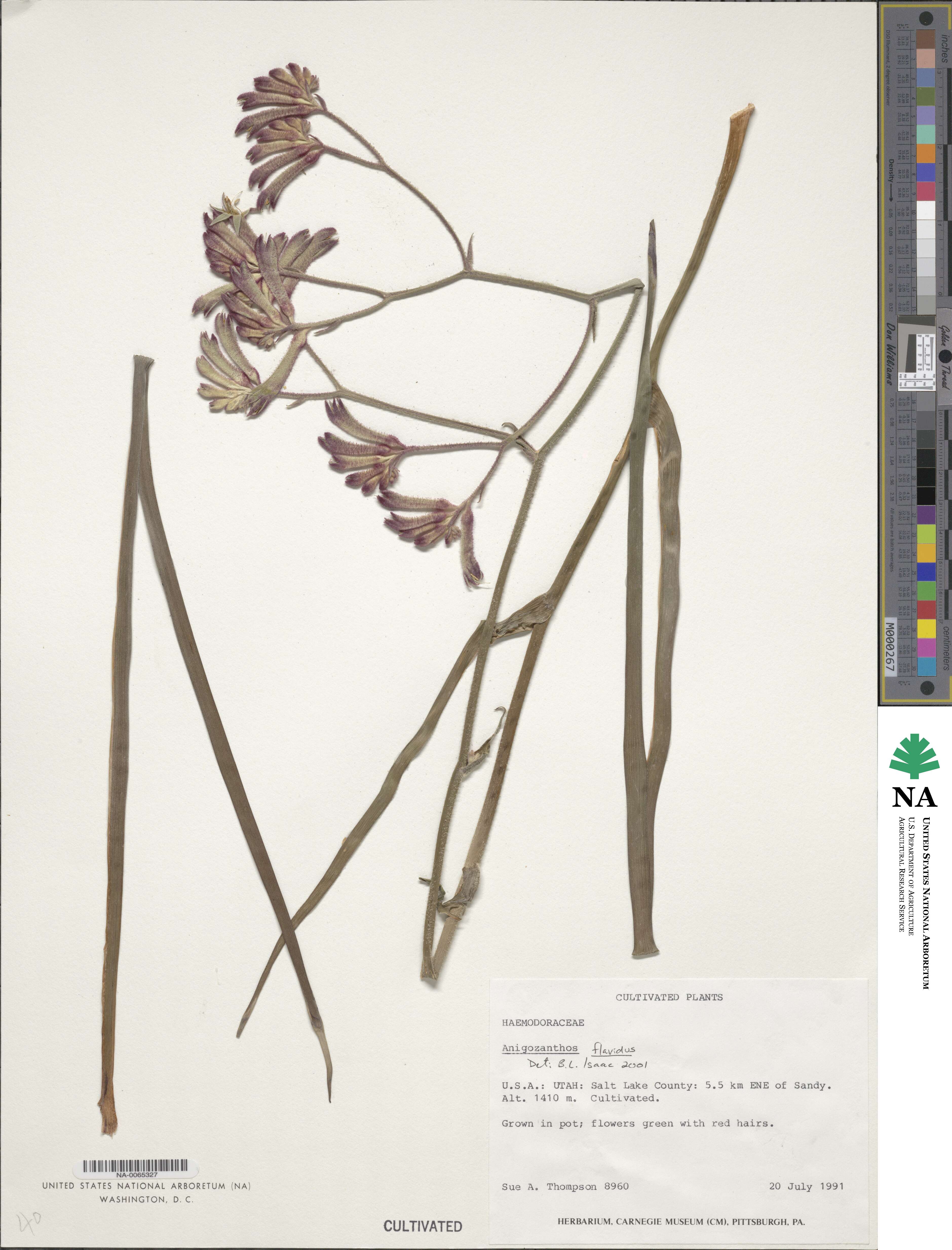 Anigozanthos flavidus image