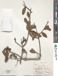 Quercus myrtifolia image