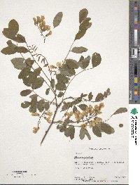 Robinia pseudoacacia image