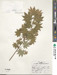 Acer sieboldianum image