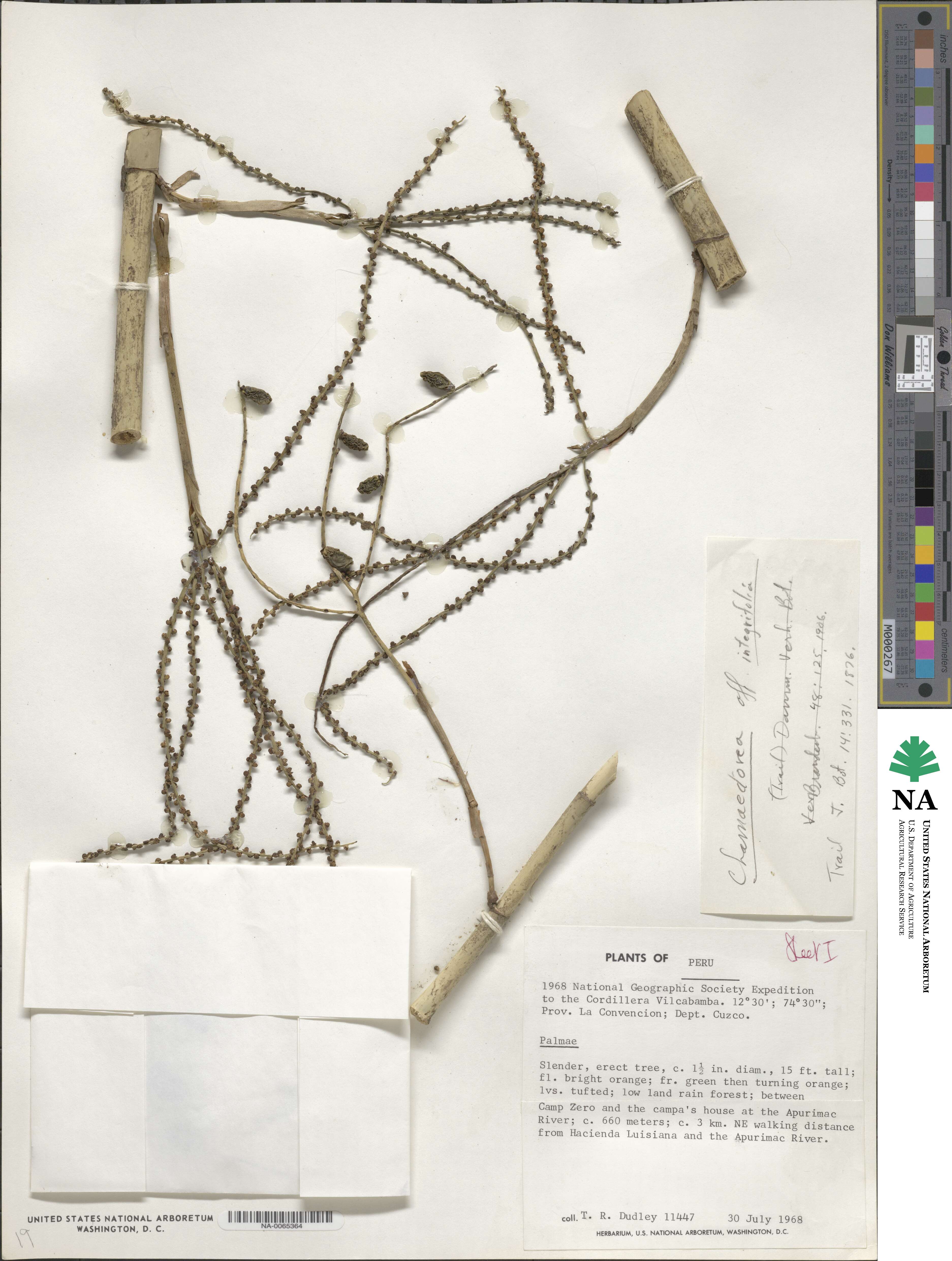 Chamaedorea pauciflora image
