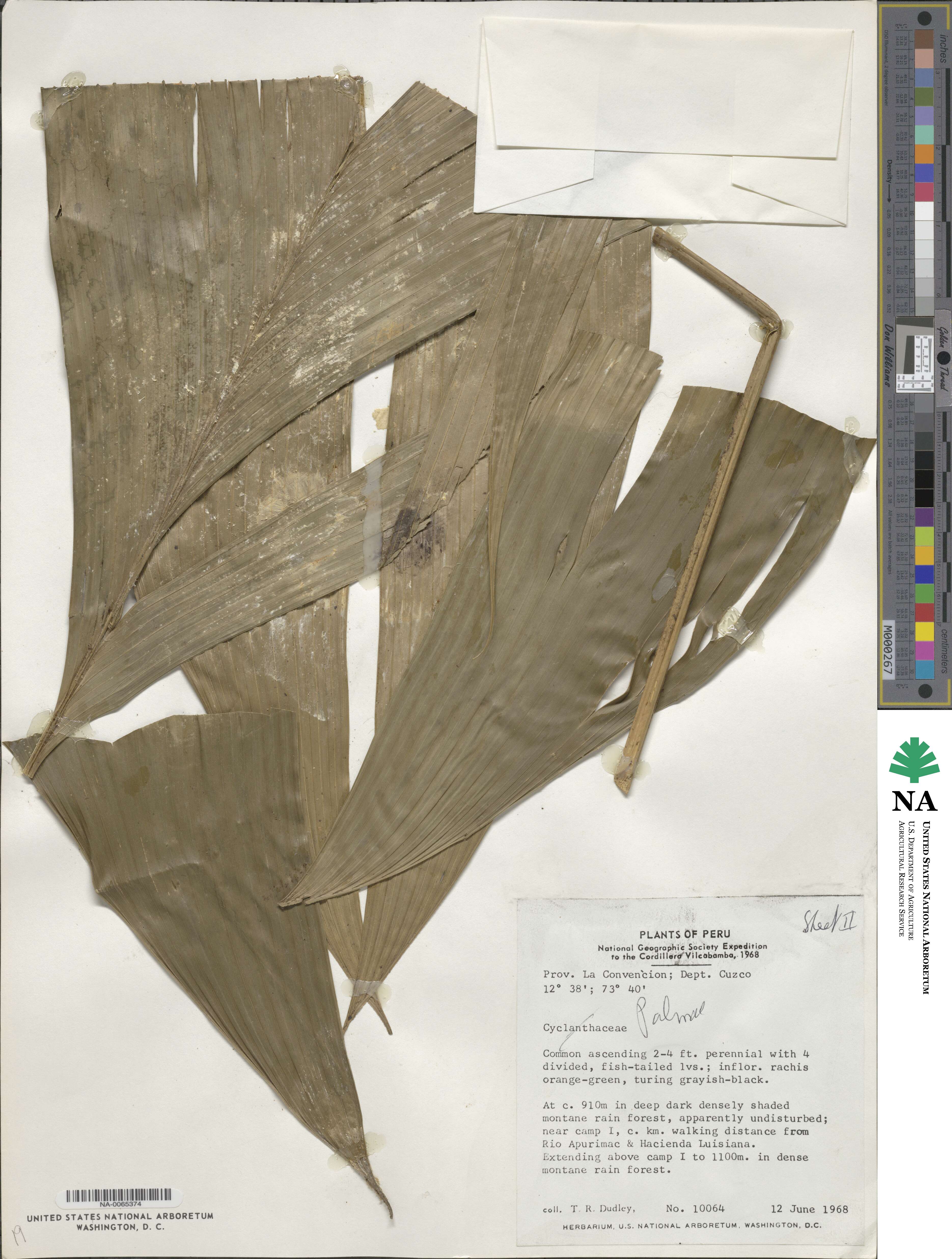 Geonoma poiteauana image