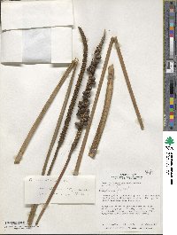 Image of Geonoma macrostachys