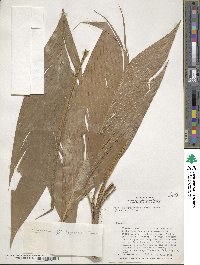 Image of Geonoma leptospadix