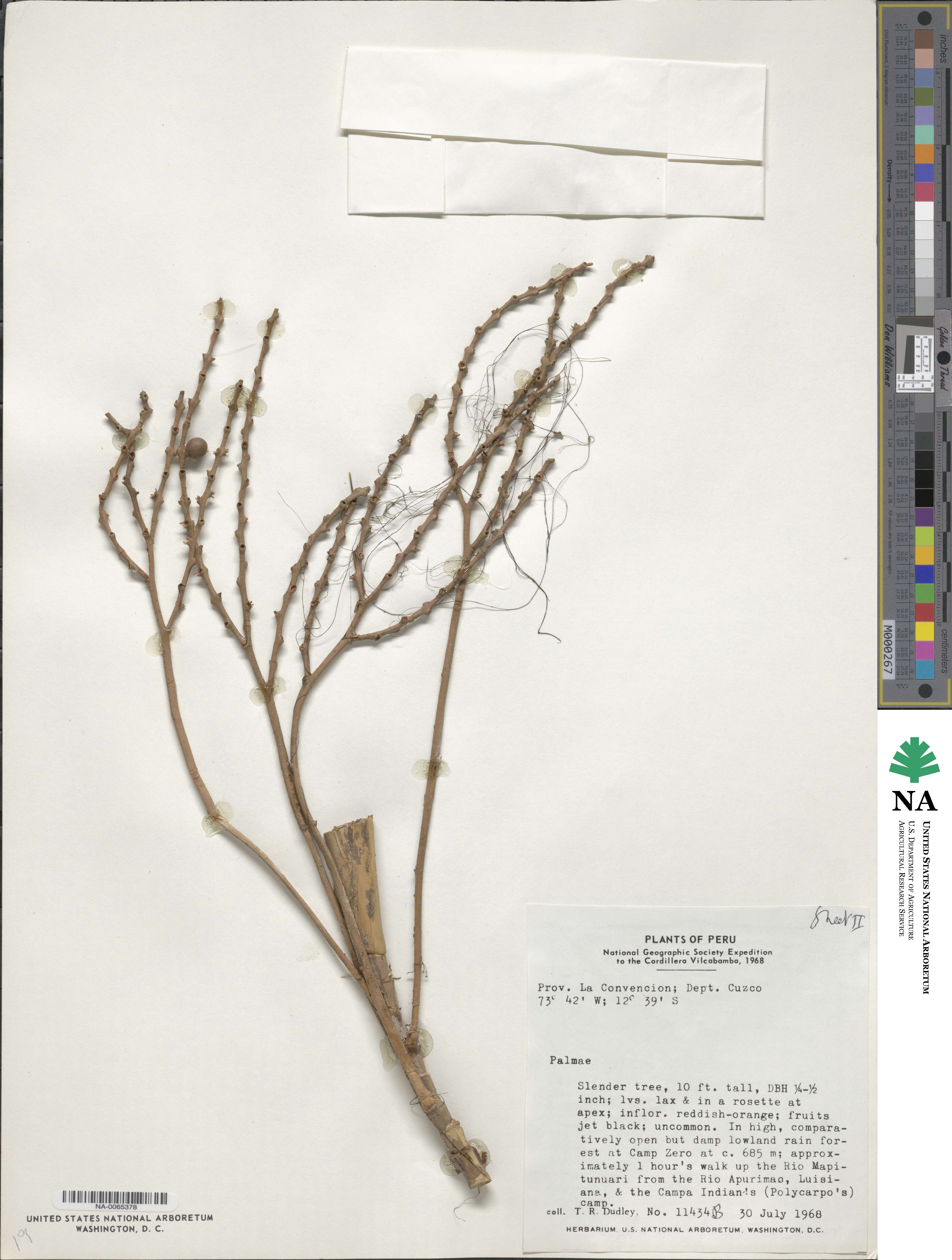 Geonoma leptospadix image