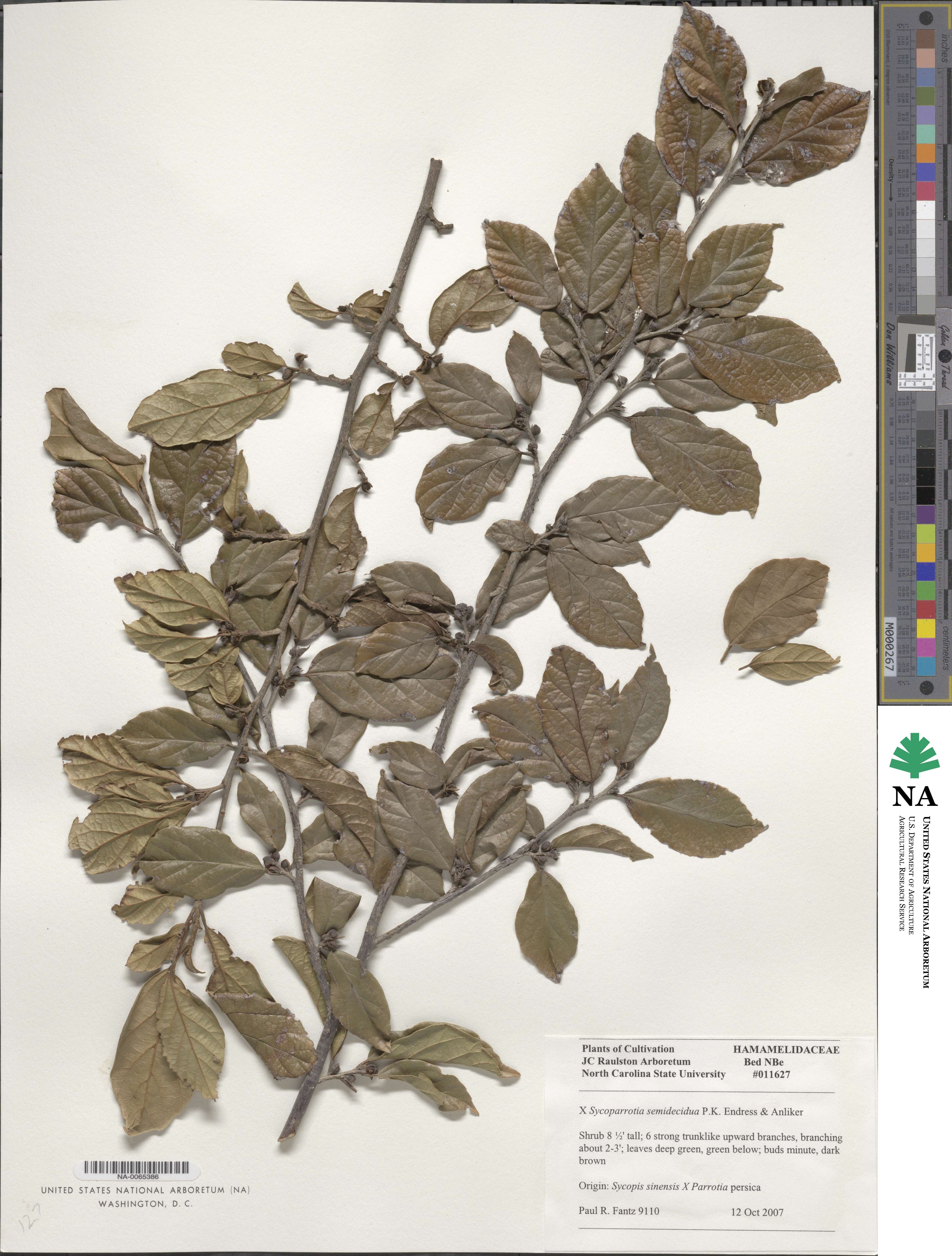 ×Sycoparrotia image