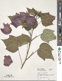 Hibiscus paramutabilis image