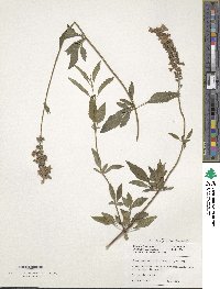 Image of Salvia angustifolia