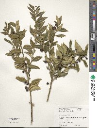 Sarcococca ruscifolia image