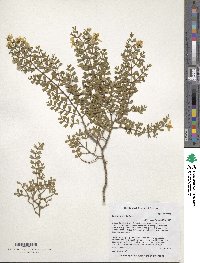 Larrea cuneifolia image