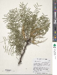 Prosopis chilensis image