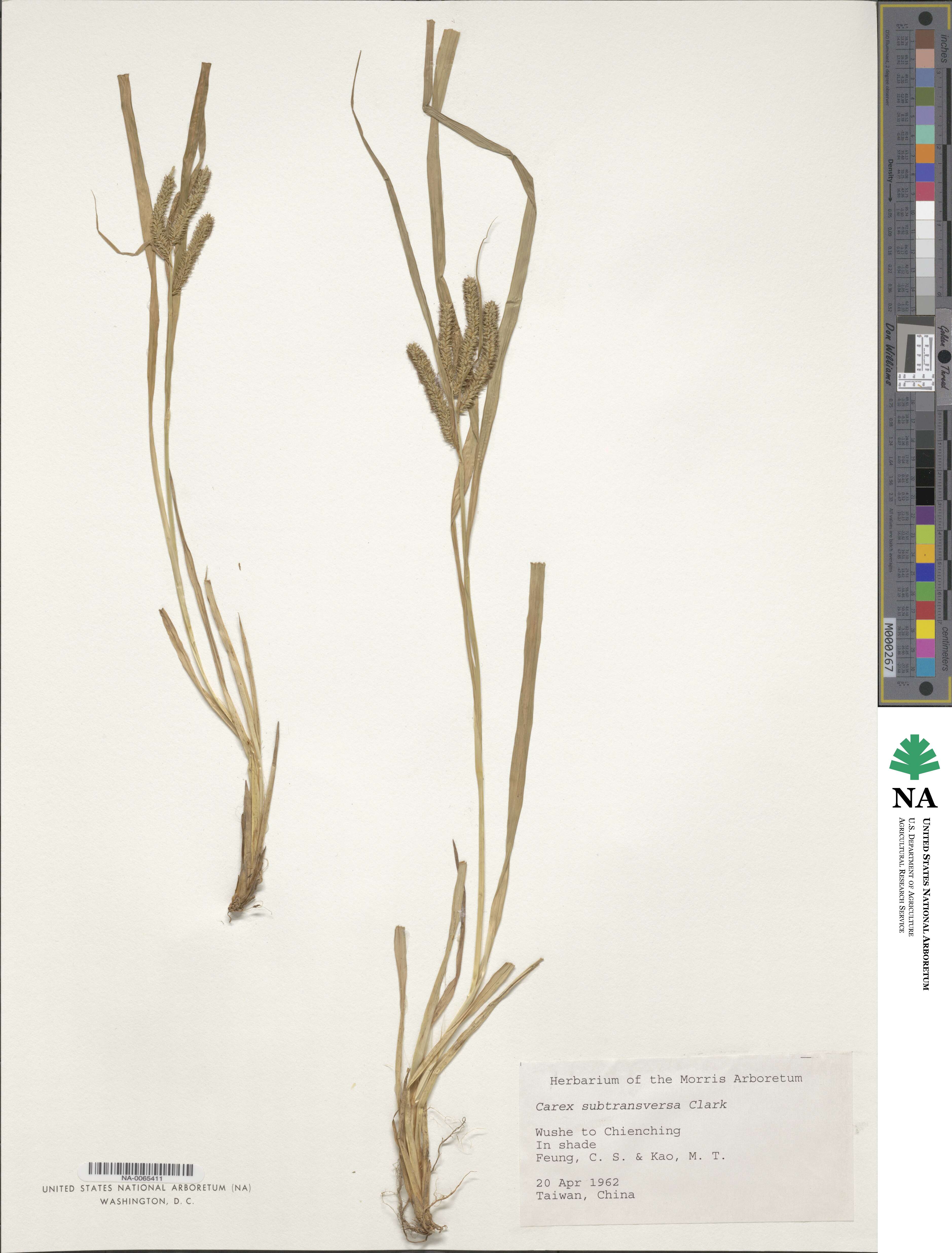 Carex subtransversa image