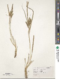 Carex subtransversa image