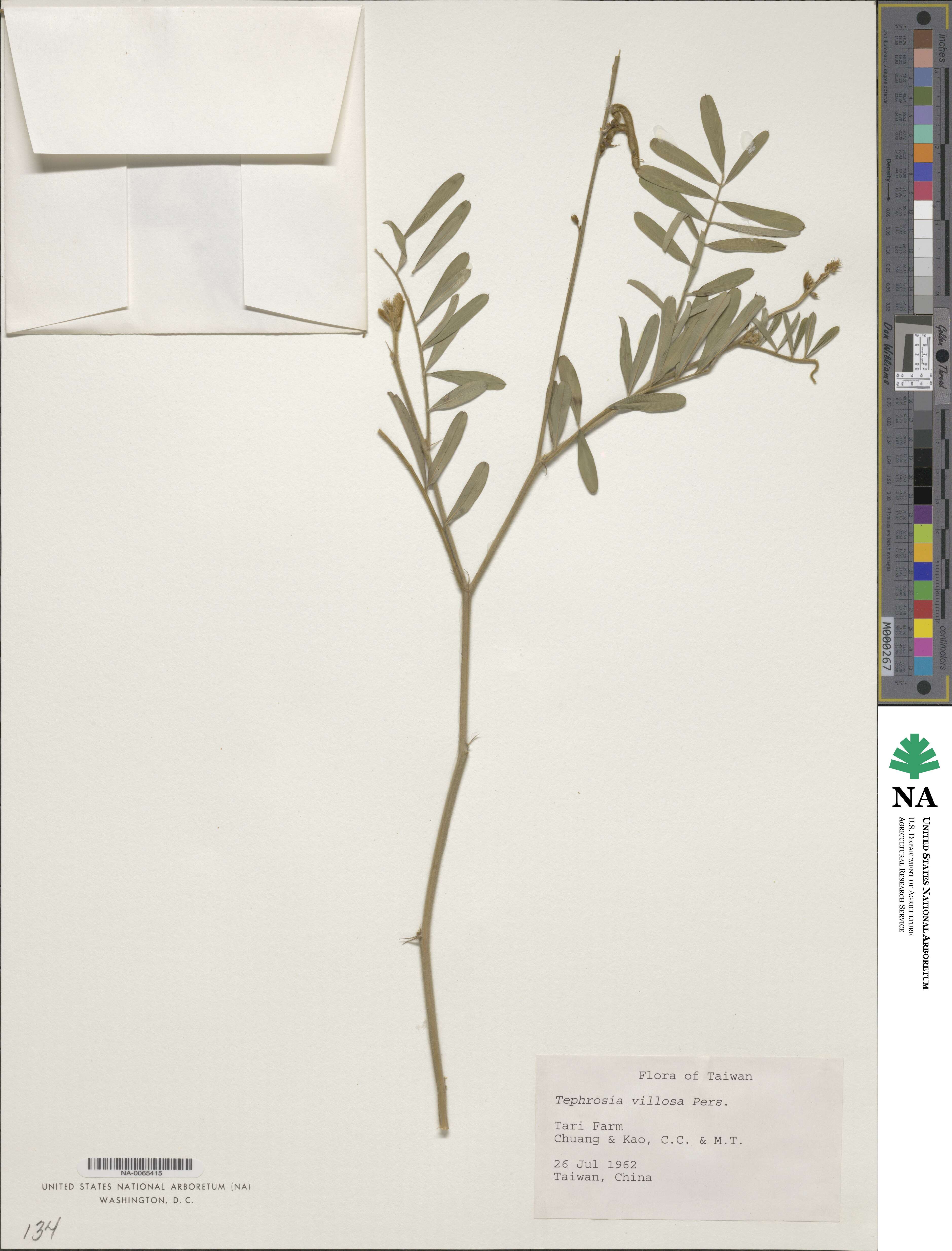 Tephrosia villosa image