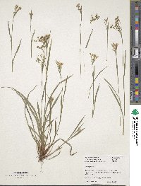 Image of Luzula forsteri