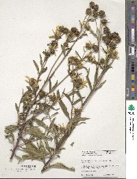 Silphium radula image