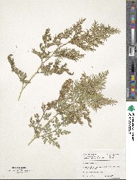 Selaginella braunii image