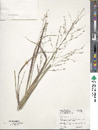 Panicum virgatum image