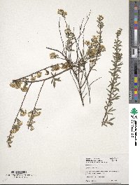 Spiraea cantoniensis image