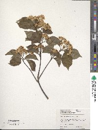 Sorbus alnifolia image