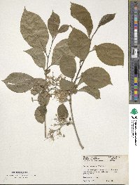 Pterostyrax corymbosus image