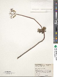 Kalanchoe fedtschenkoi image