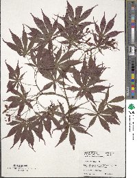 Acer palmatum image