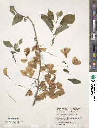 Halesia diptera image