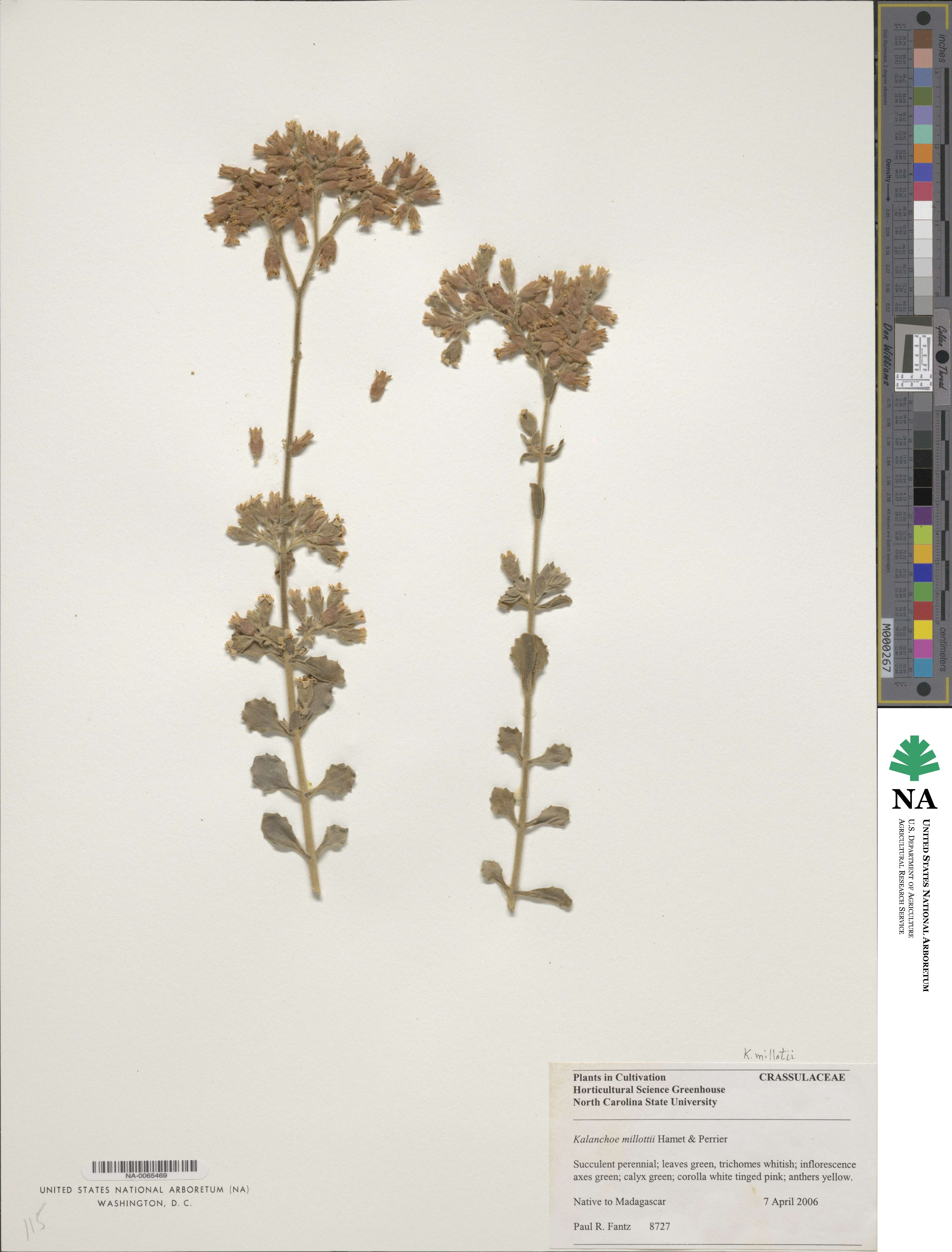 Kalanchoe millotii image