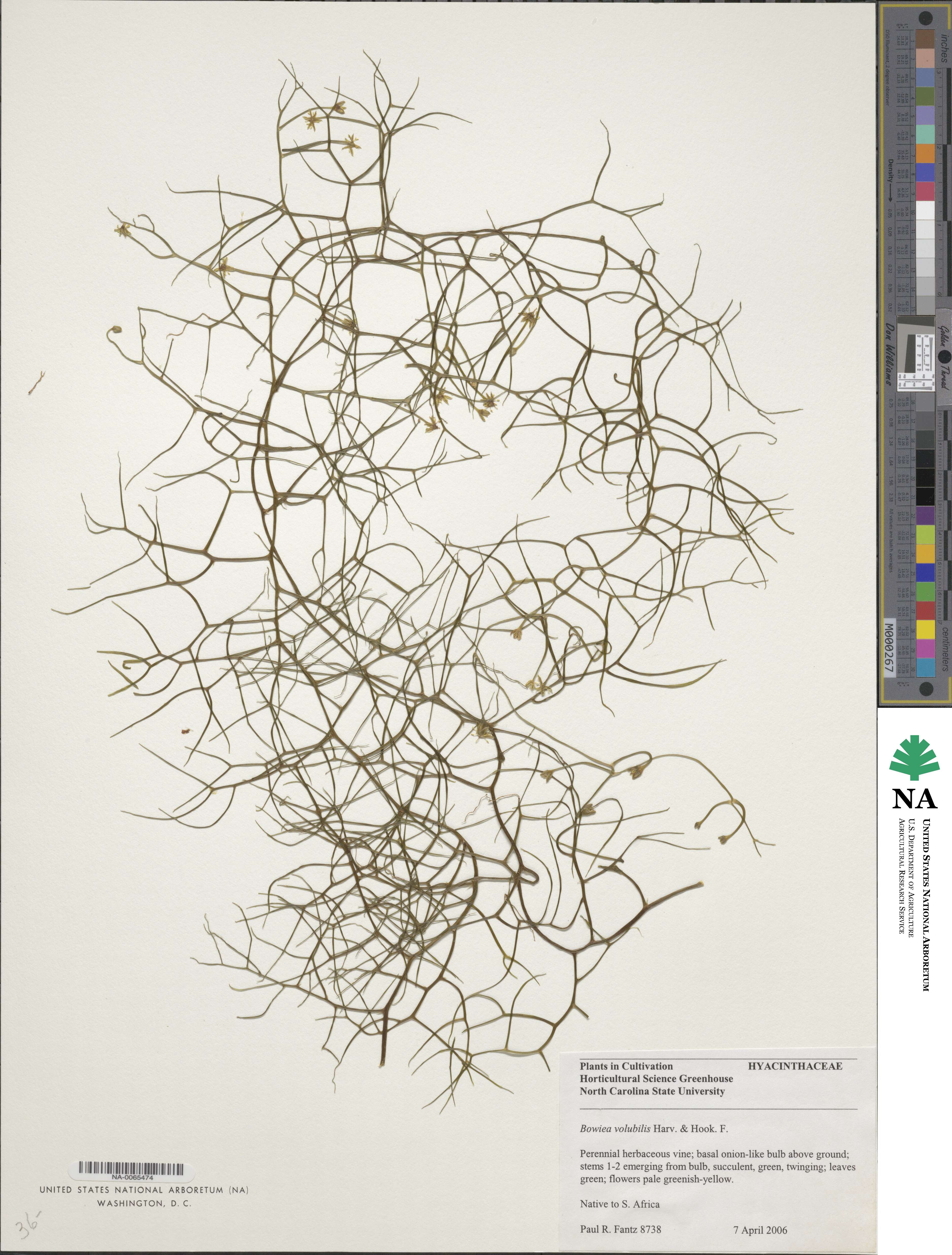 Bowiea volubilis image