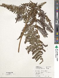 Dryopteris erythrosora image