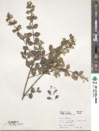 Osmanthus delavayi image