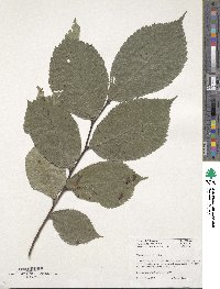 Ulmus minor subsp. minor image