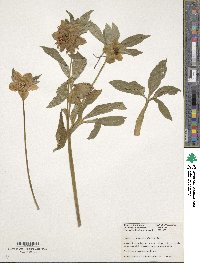 Helleborus purpurascens image