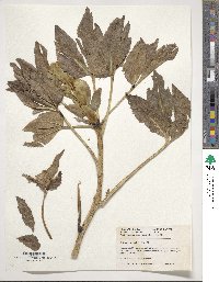 Helleborus viridis image