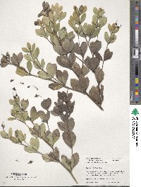 Baptisia nuttalliana image