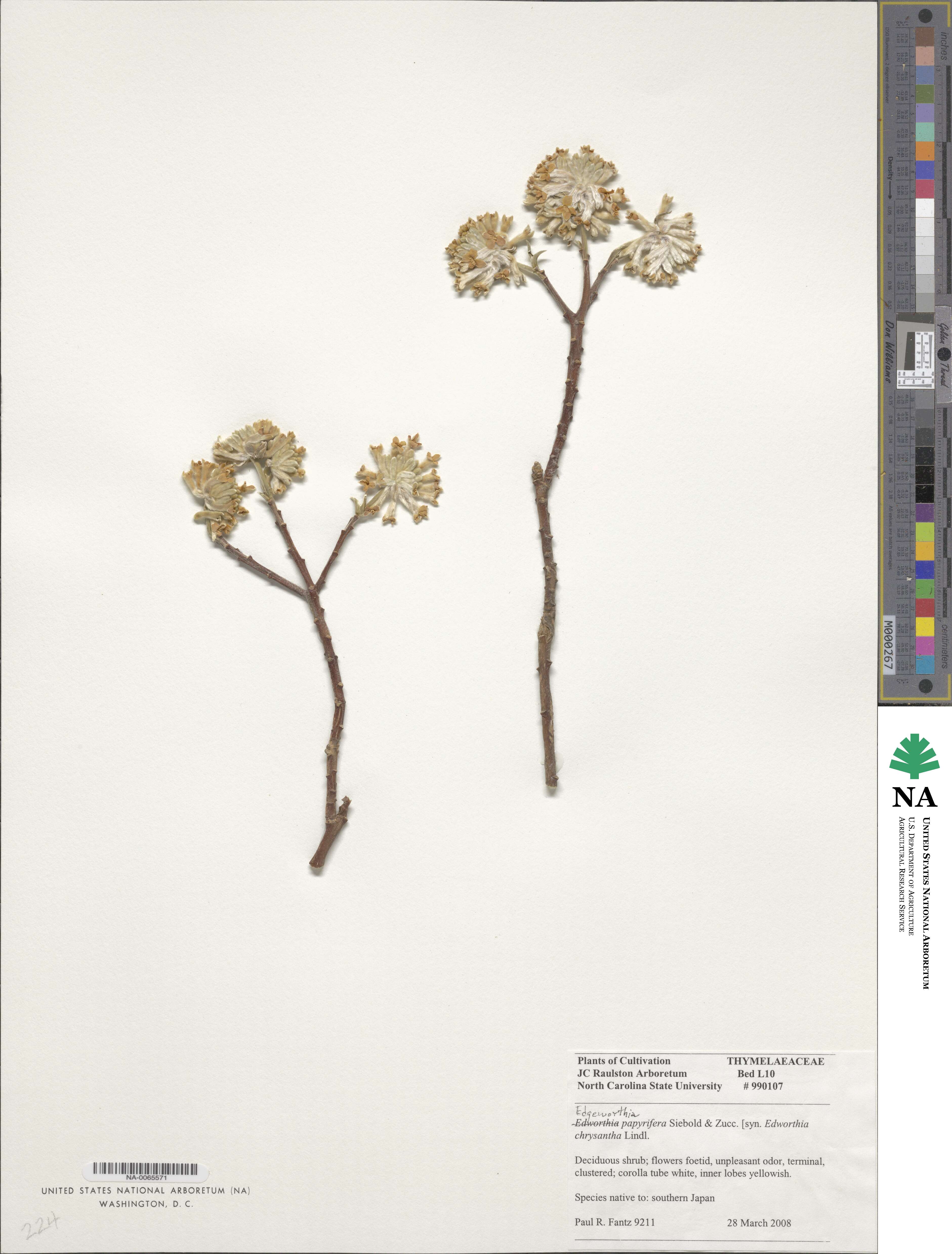 Edgeworthia chrysantha image