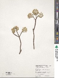 Edgeworthia chrysantha image