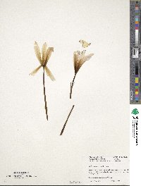 Zephyranthes martinezii image