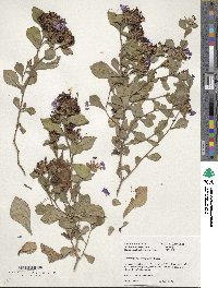 Ceratostigma plumbaginoides image