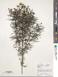 Coreopsis verticillata image