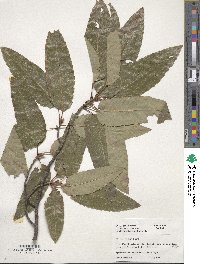 Quercus variabilis image