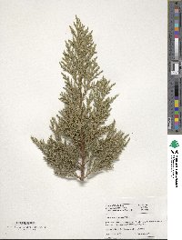 Image of Juniperus foetidissima