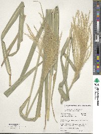 Miscanthus floridulus image