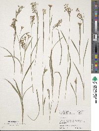 Luzula forsteri image